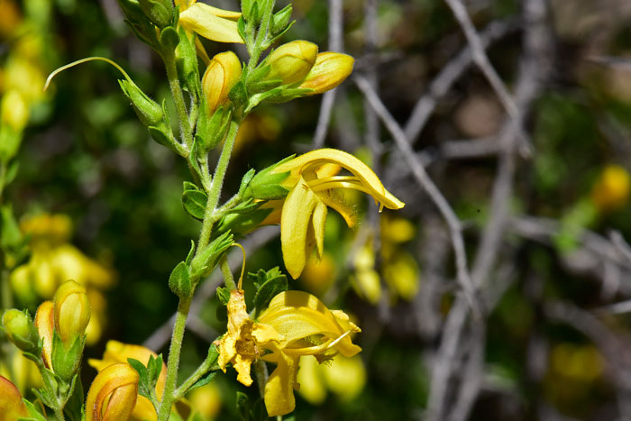 Snapdragon Penstemon is relatively rare in the United States. It has an attractive flower that blooms in the early spring from March to May. Keckiella antirrhinoides Snapdragon Penstemon is relatively rare in the United States. It has an attractive flower that blooms in the early spring from March to May. Keckiella antirrhinoides